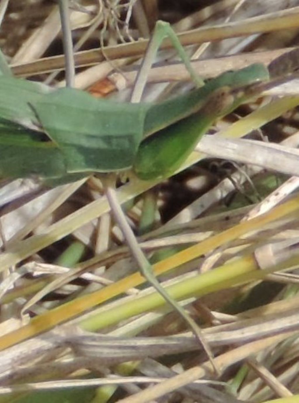 Acrida ungarica mediterranea Dirsh